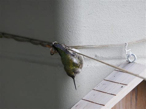 Hummingbird Torpor: What You Need to Know - Birds and Blooms