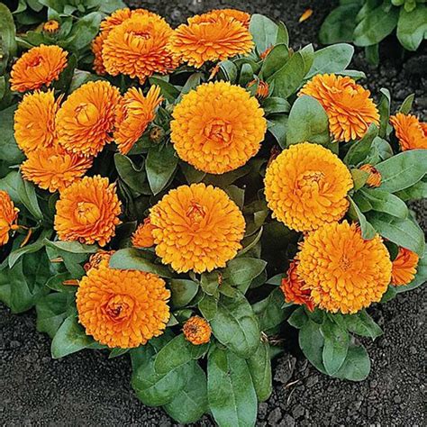 Calendula Flower Seeds - Bon Bon Series - Orange - 1000 Seeds - Annual Flower Garden Seeds ...