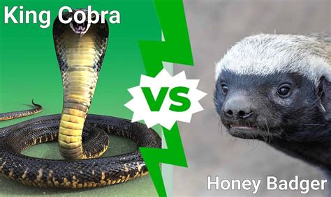 King Cobra Vs. Honey Badger: Which Fearless Predator Wins A Fight? - A ...