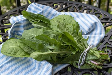 7 Tasty Dandelion Greens Recipes You'll Be Desperate To Try