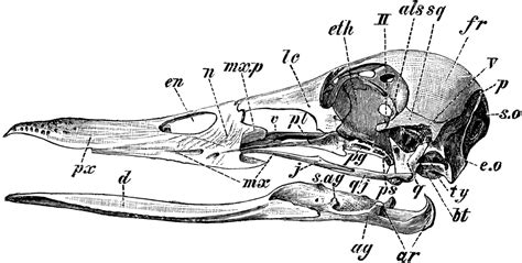 Diagram of the Skull of a Wild Duck | ClipArt ETC