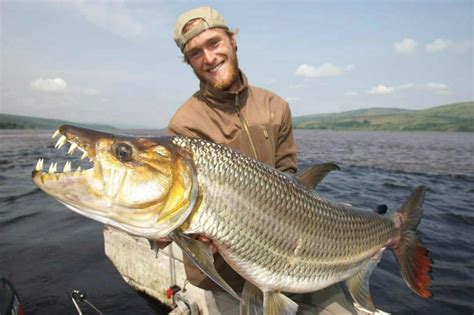 The Goliath Tigerfish-The Most Dangerous Fish Of Freshwater - Top10animal