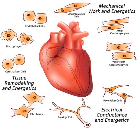 Major cardiac cell types that make up the heart. The heart is a ...