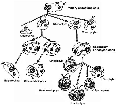 The origin of plastids. Plastids of Glaucophyta, Rhodophyta and... | Download Scientific Diagram