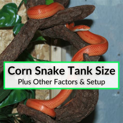 Corn Snake Tank Size (Plus Other Factors & Setup)