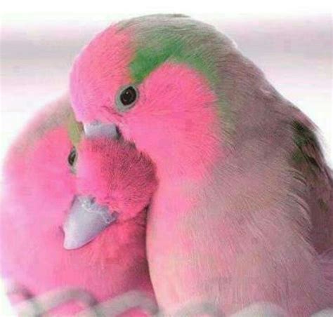 Beautiful Pink-Colored Birds