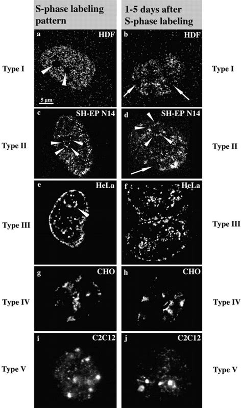 S phase replication labeling patterns are preserved. Cells ([a and b]... | Download Scientific ...