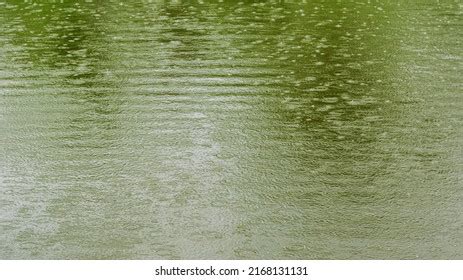 Background Image Water Ripples On Pond Stock Photo 2168131131 ...