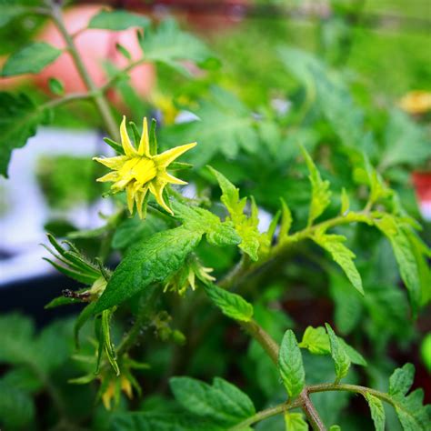 Tomato flowers : gardening