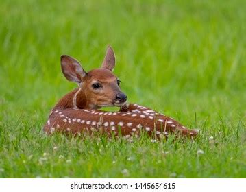 223 Baby Deer Laying Down Images, Stock Photos & Vectors | Shutterstock