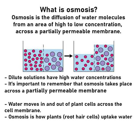 Osmosis Definition Biology