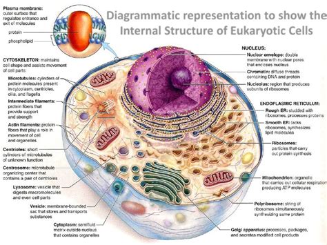 Eukaryotic cell structure | Eukaryotic cell, Cell structure, Cell biology