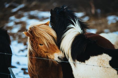 Horses In Winter Free Stock Photo - Public Domain Pictures