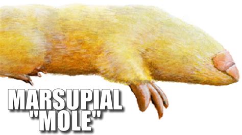 Marsupial Mole Facts: NOT Really a "Mole" 🐭 Animal Fact Files - YouTube