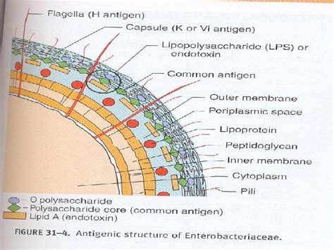 Enterobacteriaceae Enterobacteriaceae Tell the definition of enteric bacteria