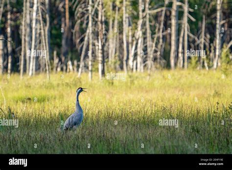 Common Crane bird standing in Marsh landscape with fading sun during ...