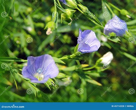 Flax Plant Stock Photos - Download 8,520 Royalty Free Photos