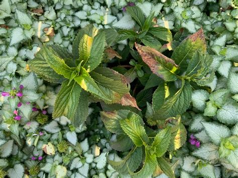 Hydrangea Leaves Curling And Turning Brown (Reasons+Fixes)