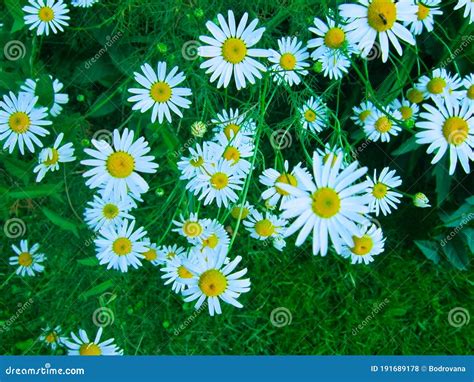 Daisies on green grass. stock photo. Image of green - 191689178