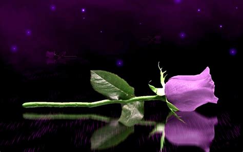 Purple Rose Wallpaper for Desktop - WallpaperSafari