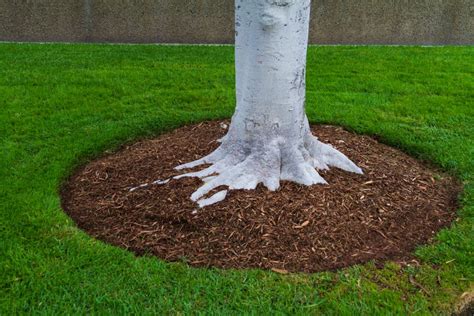 Tree trunk base with mulch and green grass - Edge Of The Woods Native Plant Nursery, LLC