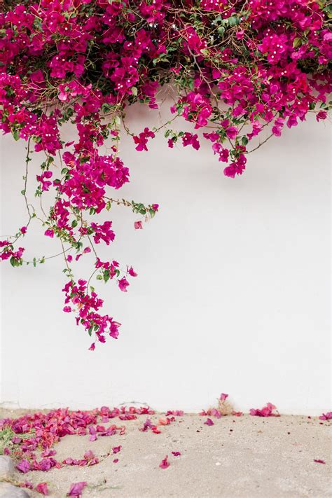 Palm Springs Vibes | Flower background wallpaper, Flower backgrounds, Wallpaper nature flowers