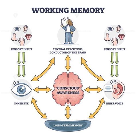 Types of memory - sensory, short-term and long-term, vector outline ...