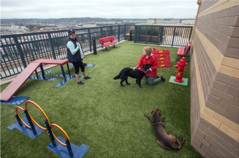 Synthetic Turf Rooftop Dog Park Attracts Apartment Customers | Dog park ...