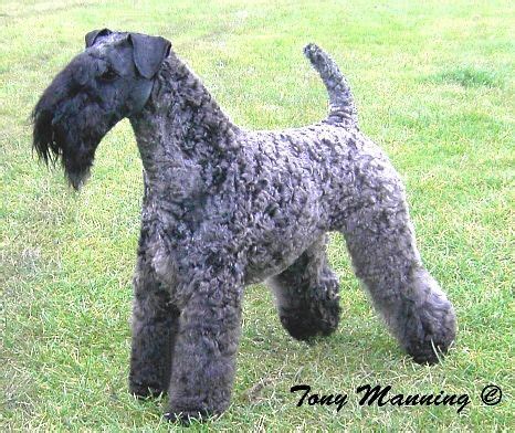 Kerry Blue Terrier Dog Grooming Styles, Pet Breeds, Mans Best Friend ...