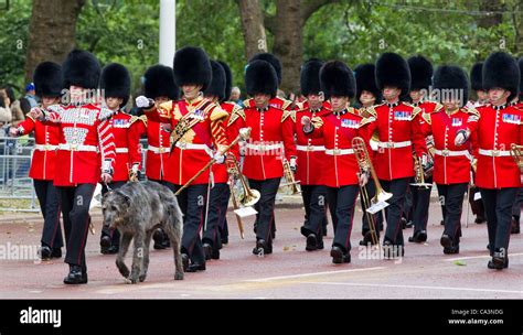 Irish wolfhound Conmael, mascot of the Irish Guards marching with Stock Photo, Royalty Free ...