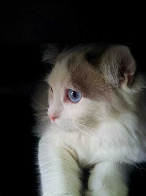 Pin on Ragdoll cats