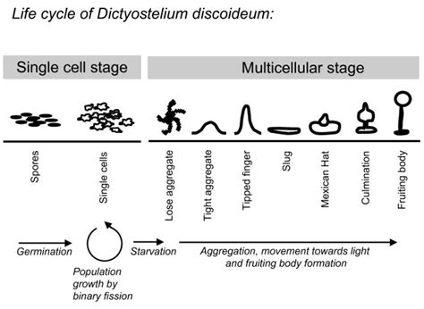 Life cycle of Dictyostelium discoideum. During the unicellular stage of ...