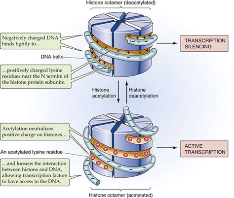 Epigenetic Regulation of Gene Expression - Physiology of Cells and Molecules - Medical ...