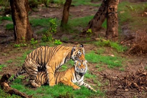 Bengal Tiger Mating Behavior and Cub Rearing