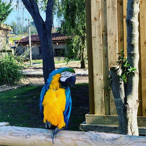 Parrots removed from wildlife park after they taught each other to swear at customers - Proper ...