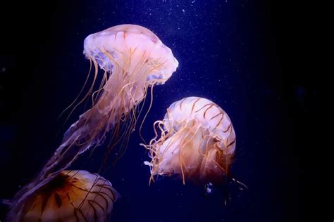 Fun Irukandji Jellyfish Facts For Kids | Kidadl