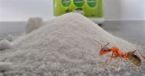 Borax For Ants - How To Use Borax To Kill Ants