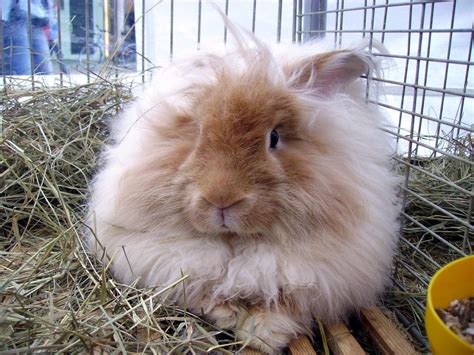 Soins du lapin Angora