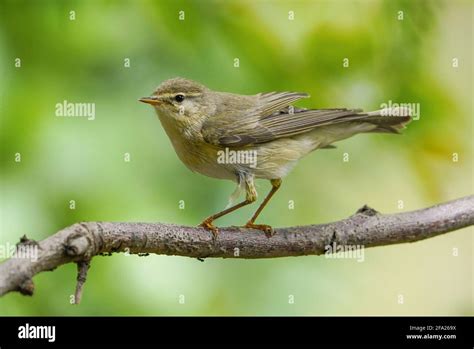 Willow warbler visiting a garden during migration, Andalucia, Spain Stock Photo - Alamy