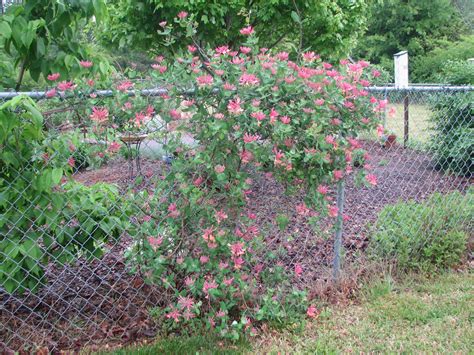 Lonicera periclymenum 'Serotina' – Nurseries Caroliniana