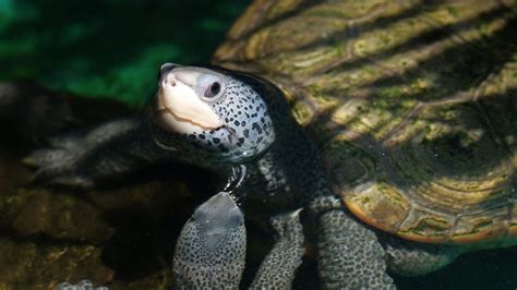 Diamondback Terrapin Lifespan: How Long Can They Live? – The Turtle Hub