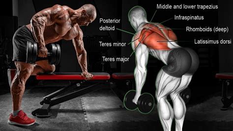 The17 Best Bent Over Row Alternatives for A Bigger, More Muscular Back – Fitness Volt