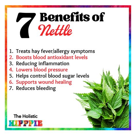 Benefits Of Nettle