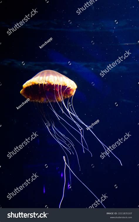 Jellyfish Sea Aquarium Singapore Stock Photo 2211835107 | Shutterstock