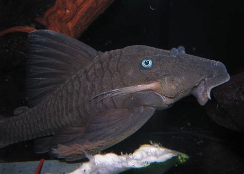 Awesome Algae Eating Fish Plecostomus in Tropical Tank: Blue Eyed ...