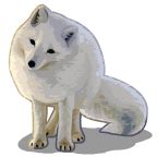 Arctic fox PNG