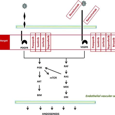 Pathway of Multitarget TKI. | Download Scientific Diagram