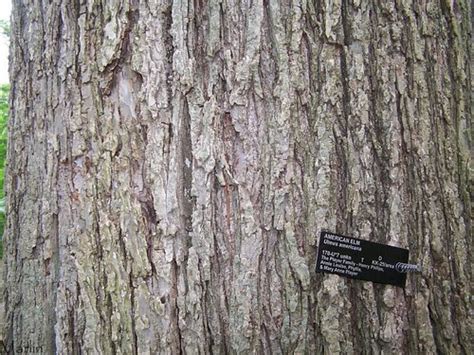 lisovzmesy: red elm tree bark