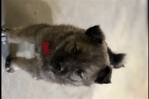 Norwegian Elkhound Puppies For Sale - AKC PuppyFinder