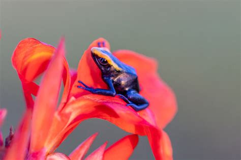 "Dendrobates Tinctorius" Images – Browse 914 Stock Photos, Vectors, and Video | Adobe Stock